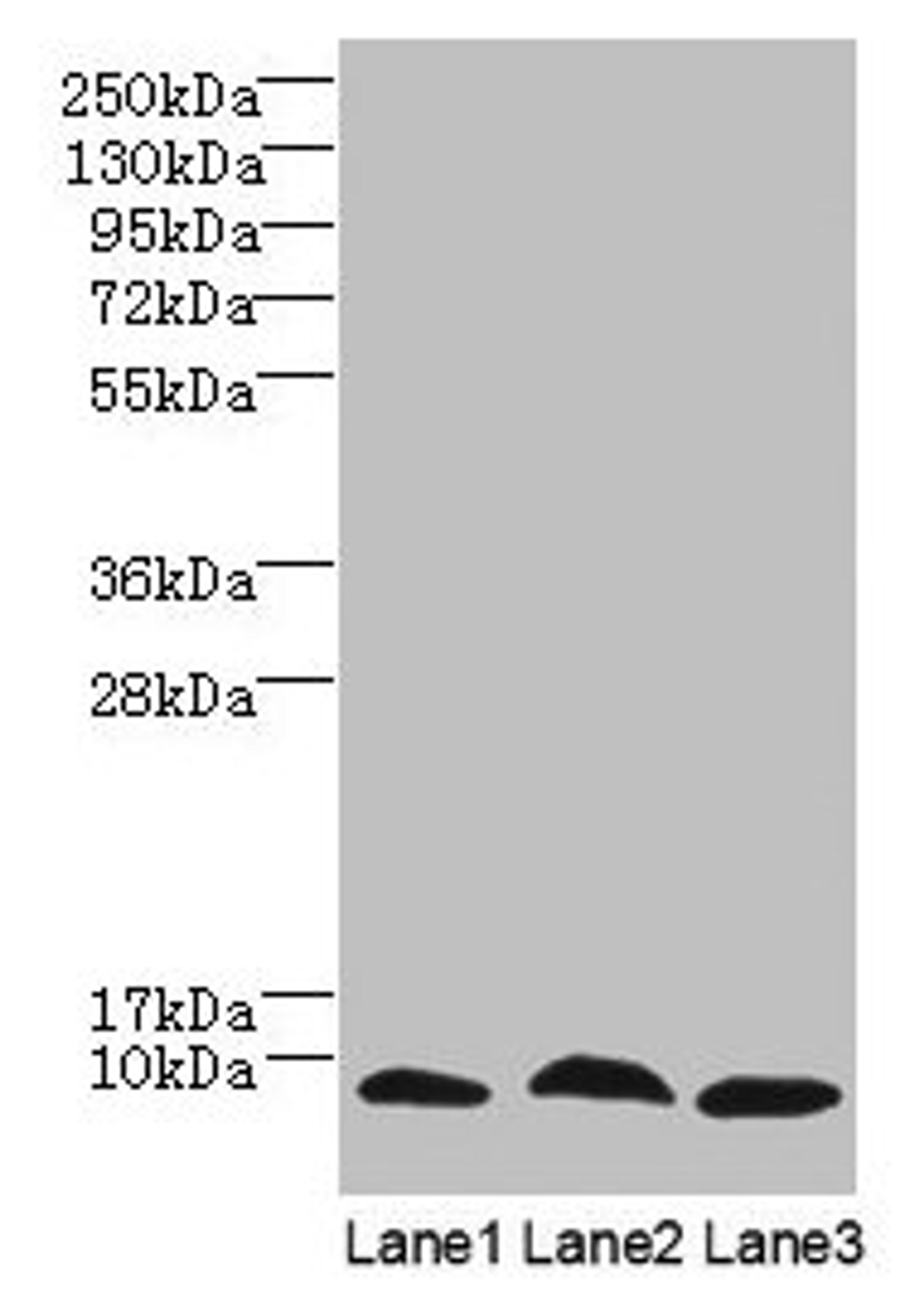 Western Blot. All lanes: C4orf3 antibody at 6µg/ml. Lane 1: 293T whole cell lysate. Lane 2: Hela whole cell lysate. Lane 3: HepG2 whole cell lysate. Secondary. Goat polyclonal to rabbit IgG at 1/10000 dilution. Predicted band size: 8, 23 kDa. Observed band size: 8 kDa