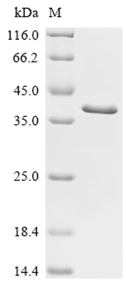 (Tris-Glycine gel) Discontinuous SDS-PAGE (reduced) with 5% enrichment gel and 15% separation gel.
