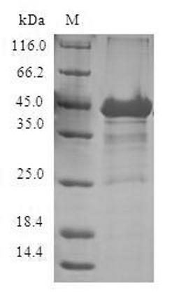 (Tris-Glycine gel) Discontinuous SDS-PAGE (reduced) with 5% enrichment gel and 15% separation gel.