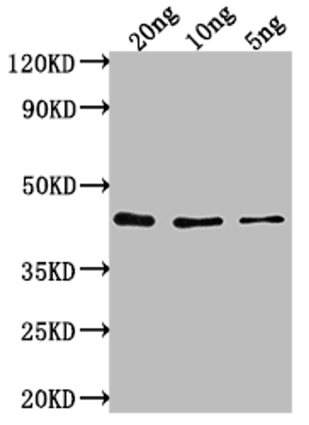 Western Blot. Positive WB detected in Recombinant protein. All lanes: Htra1 antibody at 1:2000. Secondary. Goat polyclonal to rabbit IgG at 1/50000 dilution. Predicted band size: 39 kDa. Observed band size: 40 kDa. 