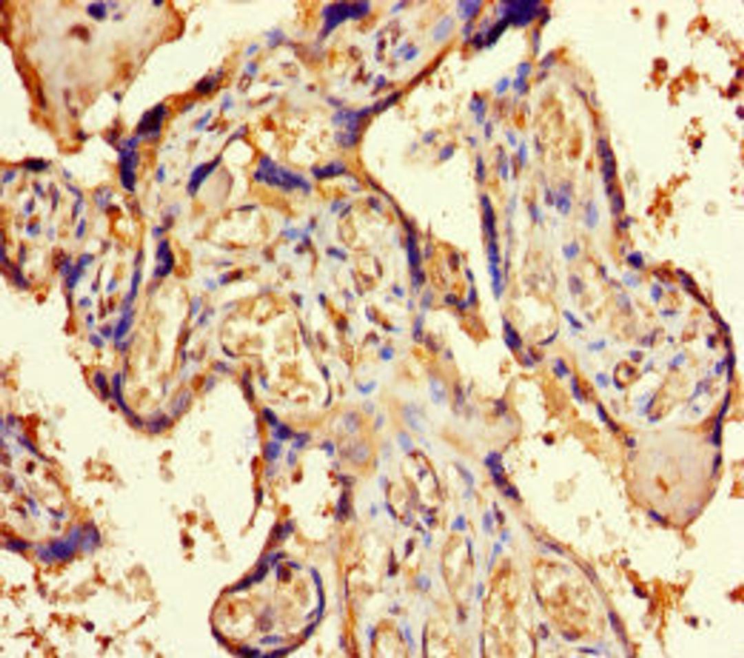 Immunohistochemistry of paraffin-embedded human placenta tissue using CSB-PA017234LA01HU at dilution of 1:100