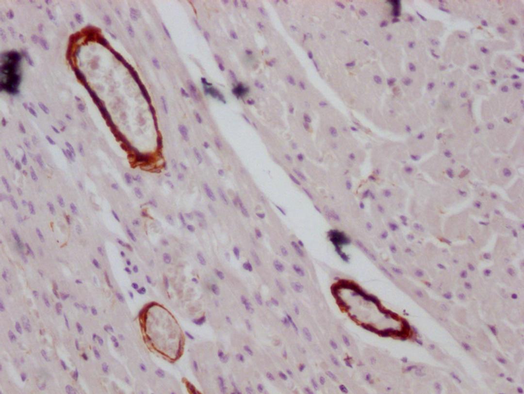 IHC image of CSB-MA166134 diluted at 1:100 and staining in paraffin-embedded human heart tissue performed on a Leica BondTM system. After dewaxing and hydration, antigen retrieval was mediated by high pressure in a citrate buffer (pH 6.0). Section was blocked with 10% normal goat serum 30min at RT. Then primary antibody (1% BSA) was incubated at 4°C overnight. The primary is detected by a Goat anti-mouse IgG polymer labeled by HRP and visualized using 0.05% DAB.