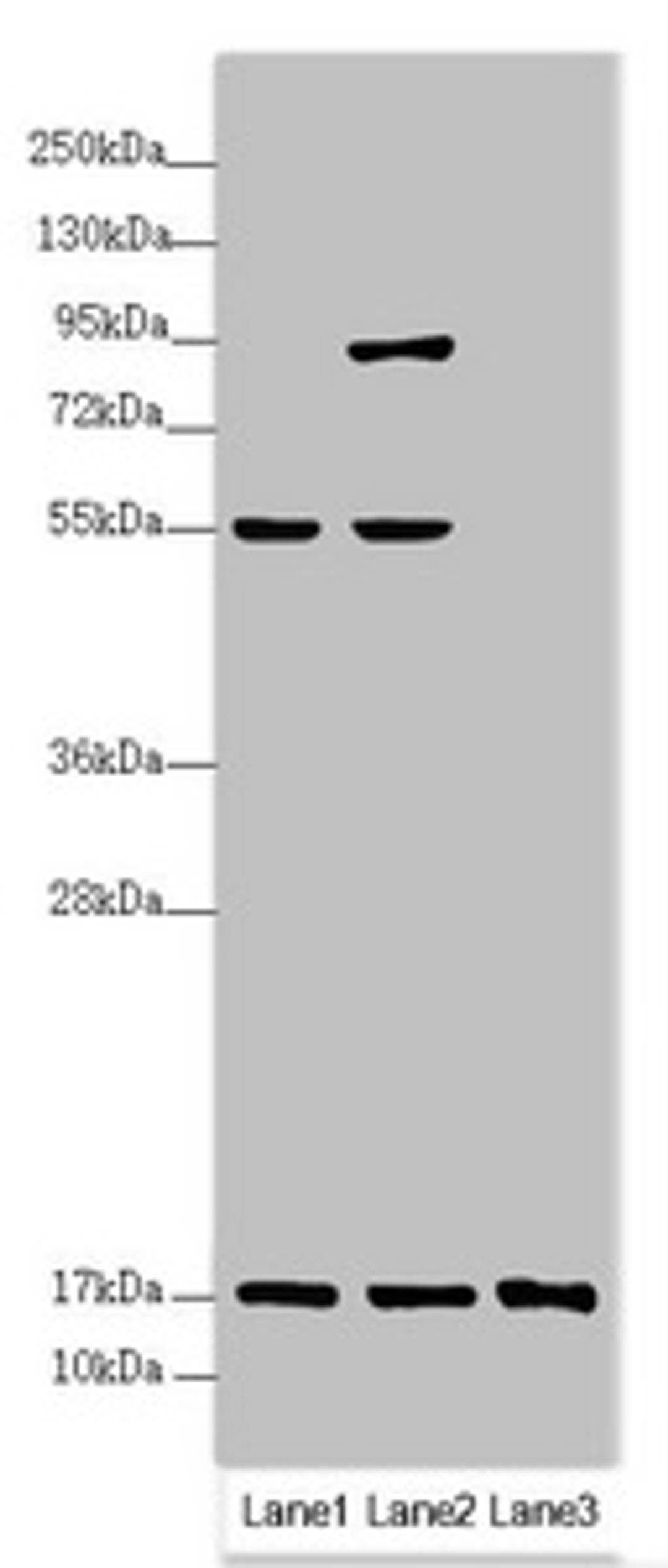 Western blot. All lanes: UXT antibody at 3.2 ug/ml. Lane 1: HL60 whole cell lysate. Lane 2: 293T whole cell lysate. Lane 3: Hela whole cell lysate. Secondary. Goat polyclonal to rabbit IgG at 1/10000 dilution. Predicted band size: 18 kDa. Observed band size: 18, 80, 55 kDa. 