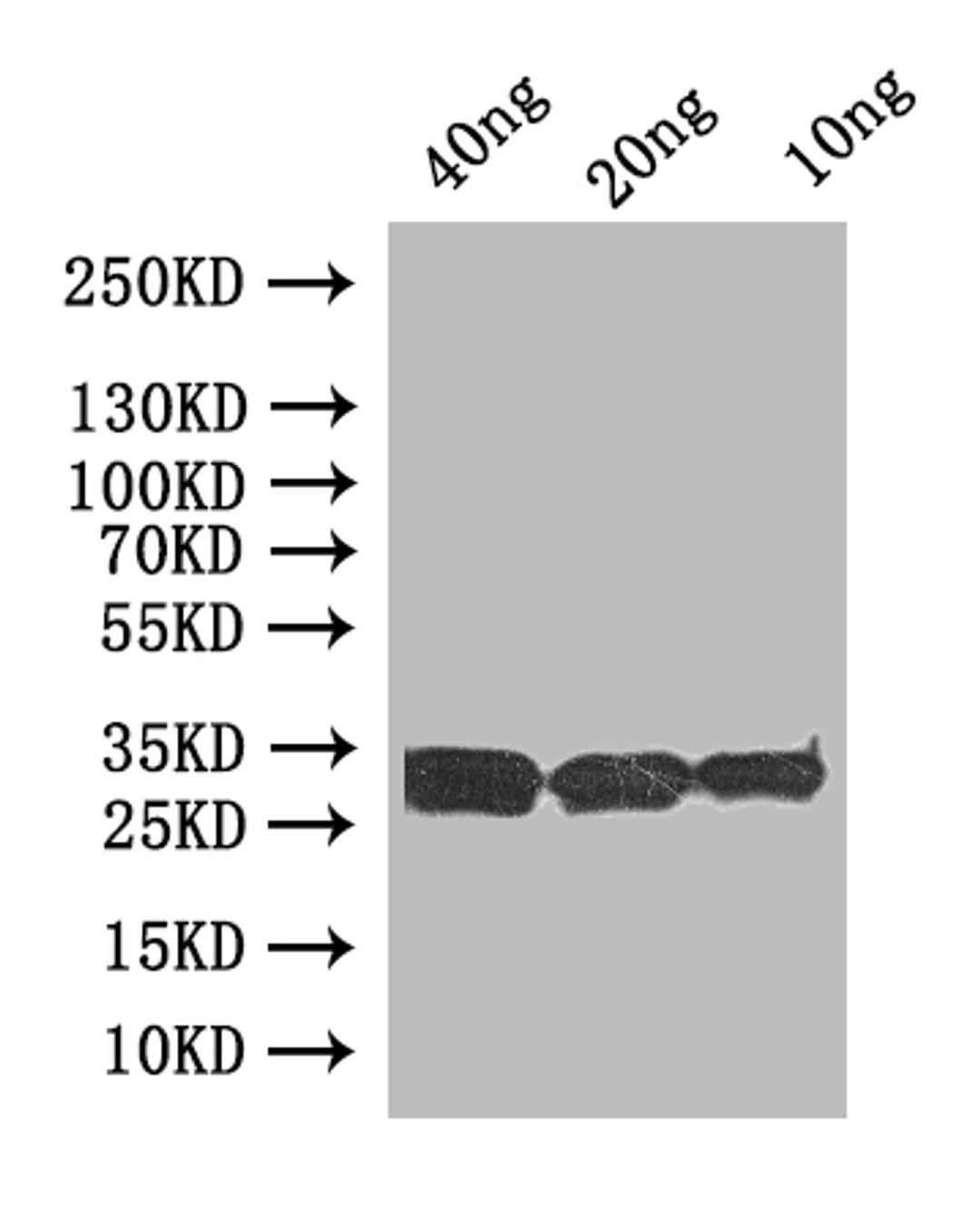 Western Blot. Positive WB detected in: recombinant protein. All lanes:uve1 Antibody at 1:1000. Secondary. Goat polyclonal to rabbit IgG at 1/50000 dilution. Predicted band size: 33 kDa. Observed band size: 33 kDa. 