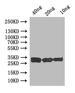 Western Blot. Positive WB detected in: recombinant protein. All lanes:uve1 Antibody at 1:1000. Secondary. Goat polyclonal to rabbit IgG at 1/50000 dilution. Predicted band size: 33 kDa. Observed band size: 33 kDa. 