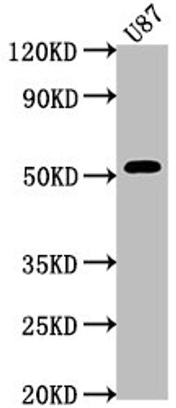 Western Blot. Positive WB detected in: U87 whole cell lysate. All lanes: SRPX antibody at 1:2000. Secondary. Goat polyclonal to rabbit IgG at 1/50000 dilution. Predicted band size: 52, 50, 46, 42  kDa. Observed band size: 52 kDa. 