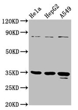 Western Blot. Positive WB detected in: Hela whole cell lysate, HepG2 whole cell lysate, A549 whole cell lysate. All lanes: PURA antibody at 4.7µg/ml. Secondary. Goat polyclonal to rabbit IgG at 1/50000 dilution. Predicted band size: 35 kDa. Observed band size: 35 kDa
