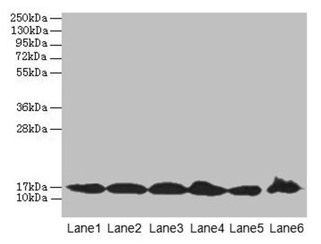 Western blot. All lanes: BUD31 antibody at 5µg/ml. Lane 1: Jurkat whole cell lysate. Lane 2: Raji whole cell lysate. Lane 3: NIH/3T3 whole cell lysate. Lane 4: K562 whole cell lysate. Lane 5: HepG2 whole cell lysate. Lane 6: U251 whole cell lysate. Secondary. Goat polyclonal to rabbit IgG at 1/10000 dilution. Predicted band size: 17, 18 kDa. Observed band size: 17 kDa