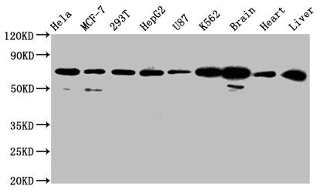 Western Blot. Positive WB detected in: Hela whole cell lysate, MCF-7 whole cell lysate, 293T whole cell lysate, HepG2 whole cell lysate, U87 whole cell lysate, K562 whole cell lysate, Rat brain tissue, Mouse heart tissue, Mouse liver tissue. All lanes: SLCO2A1 antibody at 2.7µg/ml. Secondary. Goat polyclonal to rabbit IgG at 1/50000 dilution. Predicted band size: 71 kDa. Observed band size: 71 kDa