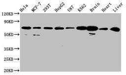 Western Blot. Positive WB detected in: Hela whole cell lysate, MCF-7 whole cell lysate, 293T whole cell lysate, HepG2 whole cell lysate, U87 whole cell lysate, K562 whole cell lysate, Rat brain tissue, Mouse heart tissue, Mouse liver tissue. All lanes: SLCO2A1 antibody at 2.7µg/ml. Secondary. Goat polyclonal to rabbit IgG at 1/50000 dilution. Predicted band size: 71 kDa. Observed band size: 71 kDa