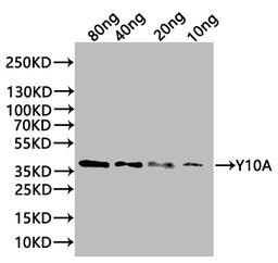 Western Blot. Positive WB detected in: recombinant protein. All lanes:Y10A Antibody at 1:1000. Secondary. Goat polyclonal to rabbit IgG at 1/20000 dilution. Predicted band size: 38 kDa. Observed band size: 38 kDa. 