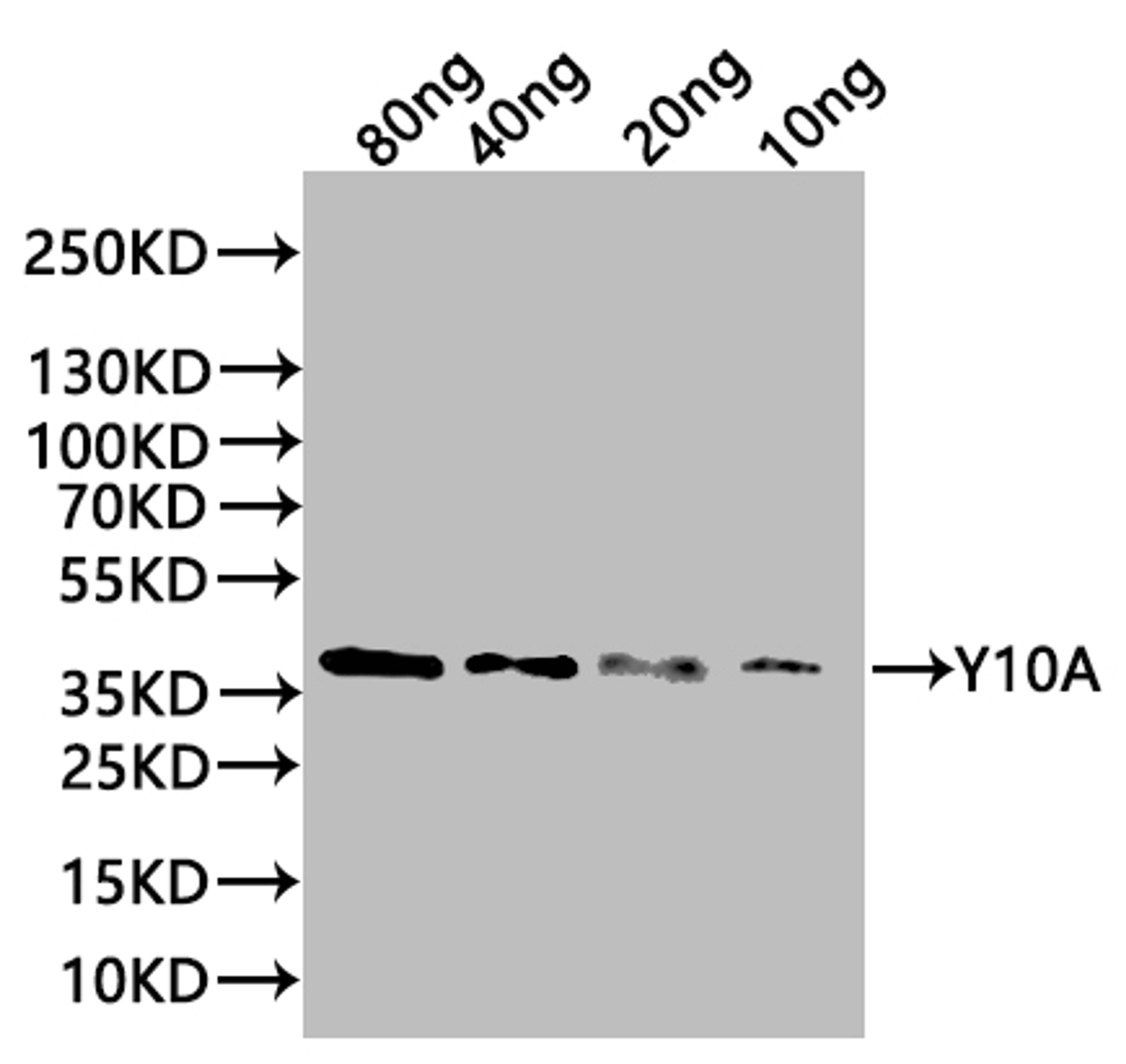 Western Blot. Positive WB detected in: recombinant protein. All lanes:Y10A Antibody at 1:1000. Secondary. Goat polyclonal to rabbit IgG at 1/20000 dilution. Predicted band size: 38 kDa. Observed band size: 38 kDa. 