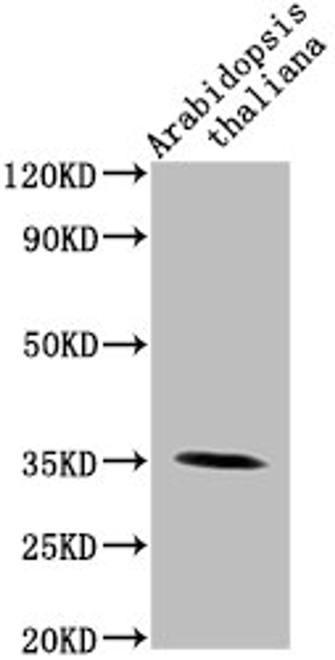 Western Blot. Positive WB detected in: Arabidopsis thaliana lysate. All lanes: PAP1 antibody at 1:2000. Secondary. Goat polyclonal to rabbit IgG at 1/50000 dilution. Predicted band size: 35 kDa. Observed band size: 35 kDa. 