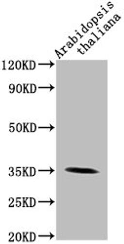 Western Blot. Positive WB detected in: Arabidopsis thaliana lysate. All lanes: PAP1 antibody at 1:2000. Secondary. Goat polyclonal to rabbit IgG at 1/50000 dilution. Predicted band size: 35 kDa. Observed band size: 35 kDa. 