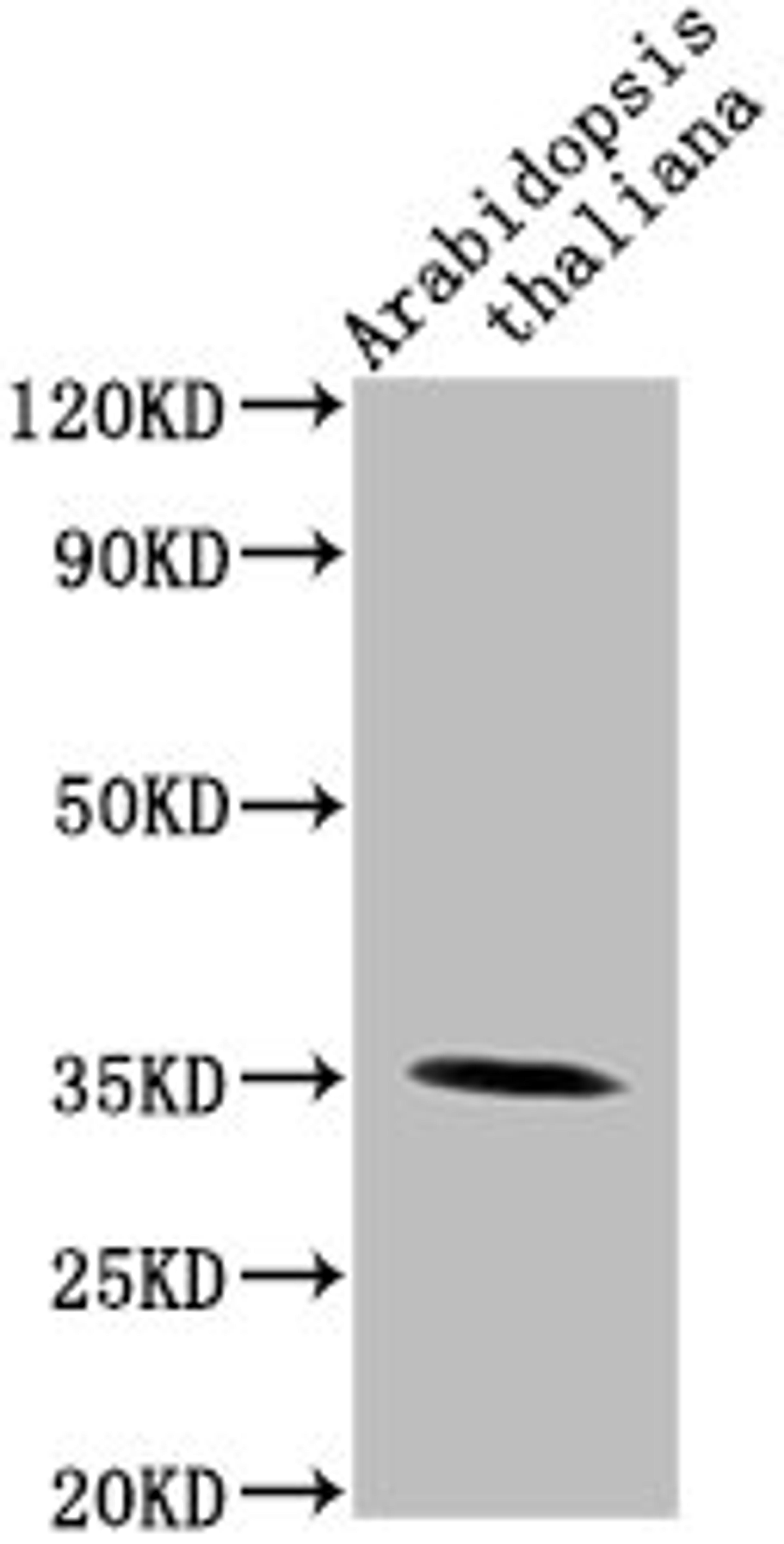 Western Blot. Positive WB detected in: Arabidopsis thaliana lysate. All lanes: PAP1 antibody at 1:2000. Secondary. Goat polyclonal to rabbit IgG at 1/50000 dilution. Predicted band size: 35 kDa. Observed band size: 35 kDa. 