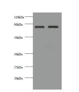 Western blot. All lanes: CDH12 antibody at 2µg/ml. Lane 1: EC109 whole cell lysate. Lane 2: 293T whole cell lysate. Secondary. Goat polyclonal to rabbit IgG at 1/10000 dilution. Predicted band size: 89, 85 kDa. Observed band size: 85 kDa