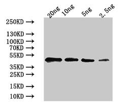 Western Blot. Positive WB detected in: recombinant protein. All lanes:GASA14Antibody at 1:1000. Secondary. Goat polyclonal to rabbit IgG at 1/50000 dilution. Predicted band size: 43 kDa. Observed band size: 43 kDa. 