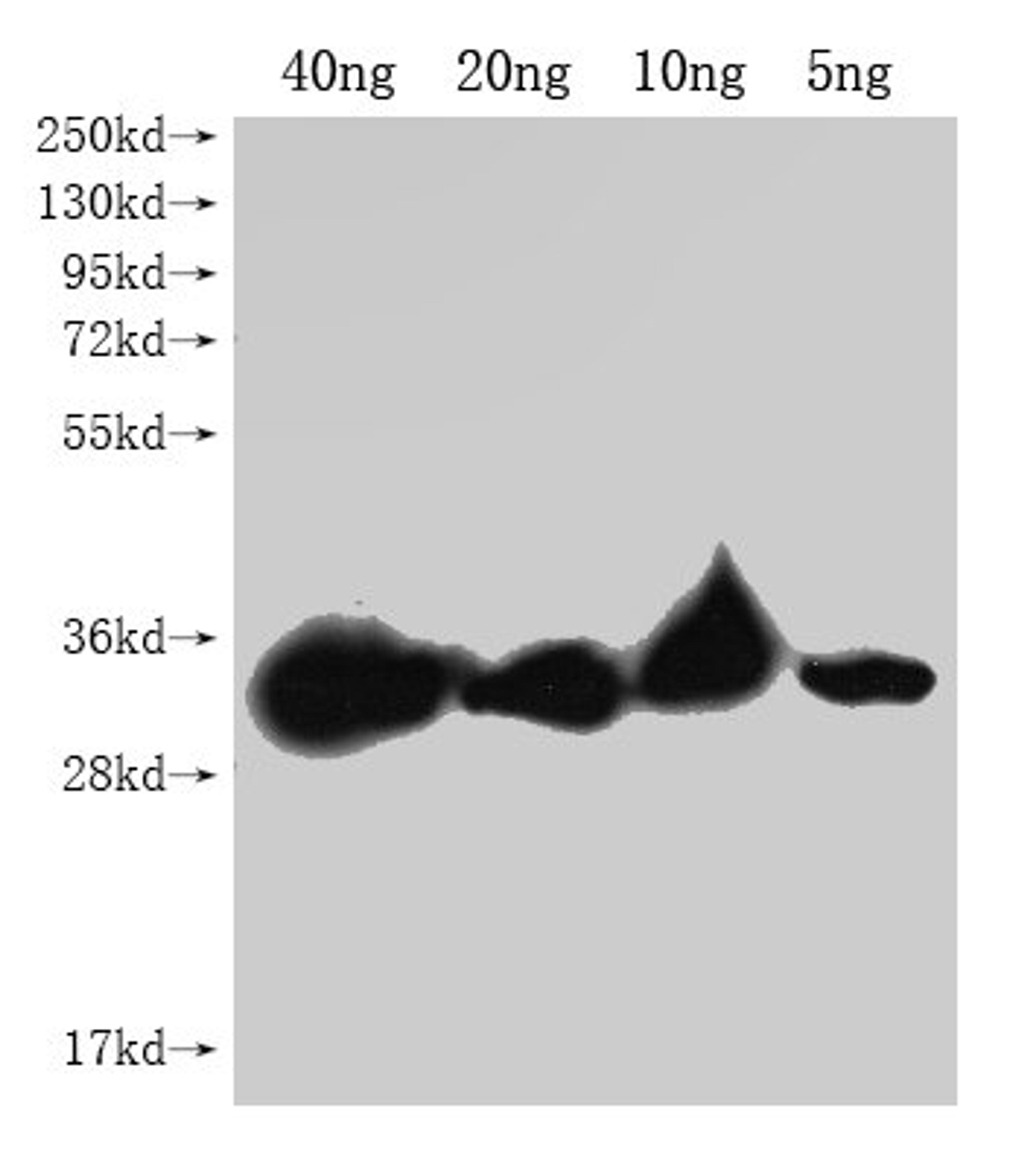 Western Blot. Positive WB detected in Recombinant protein. All lanes: PLET1 antibody at 1:2000. Secondary. Goat polyclonal to rabbit IgG at 1/50000 dilution. Predicted band size: 24.4 kDa. Observed band size: 28 kDa. 