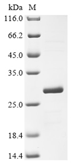 (Tris-Glycine gel) Discontinuous SDS-PAGE (reduced) with 5% enrichment gel and 15% separation gel.