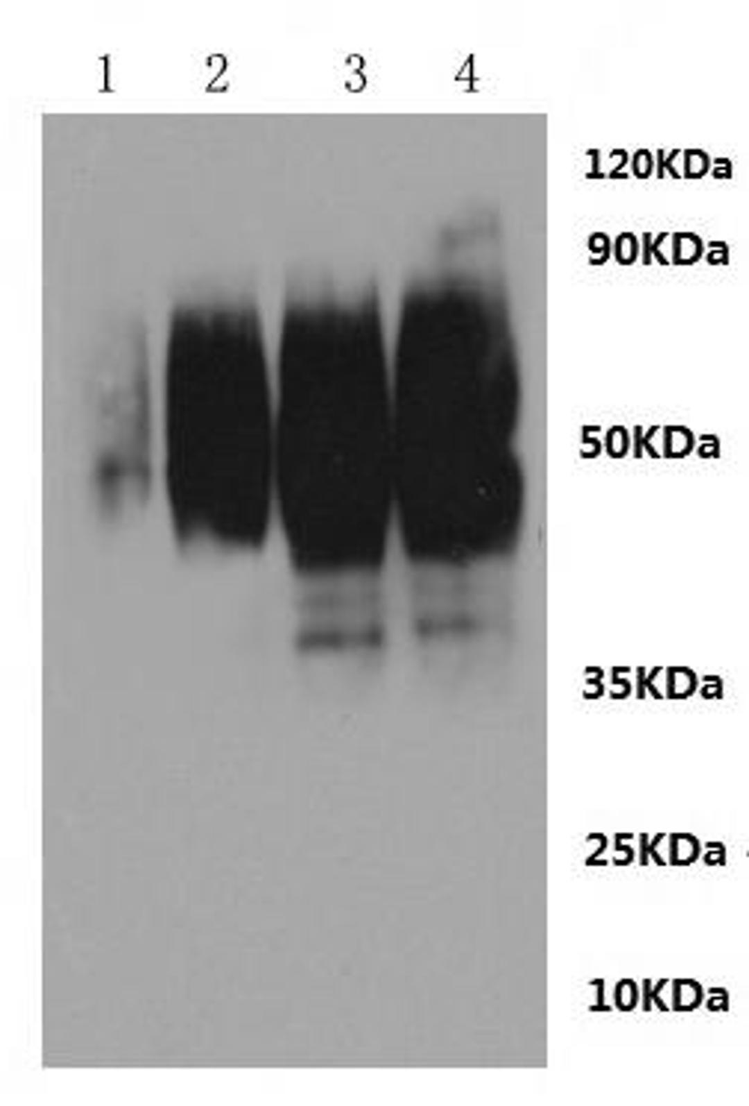 CSB-MP020651RA is detected by Mouse anti-6*His monoclonal antibody.