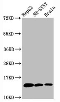Western Blot. Positive WB detected in HepG2 whole cell lysate锛孲H-SY5Y whole cell lysate锛孯at brain tissue. All lanes Mono-methyl-Histone H3.1(K36)antibody at 0.6μg/ml. Secondary. Goat polyclonal to rabbit IgG at 1/50000 dilution. Predicted band size: 15 KDa. Observed band size: 15 KDa.