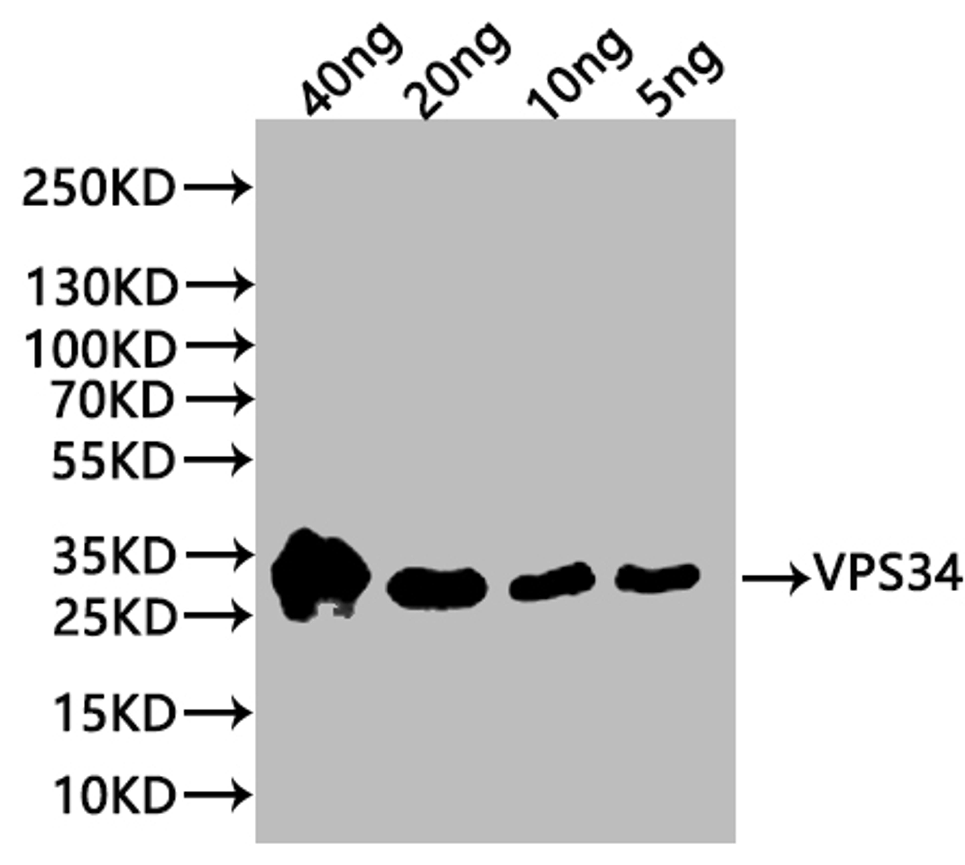 Western Blot. Positive WB detected in: recombinant protein. All lanes:VPS34 Antibody at 1:1000. Secondary. Goat polyclonal to rabbit IgG at 1/20000 dilution. Predicted band size: 28 kDa. Observed band size: 30 kDa. 