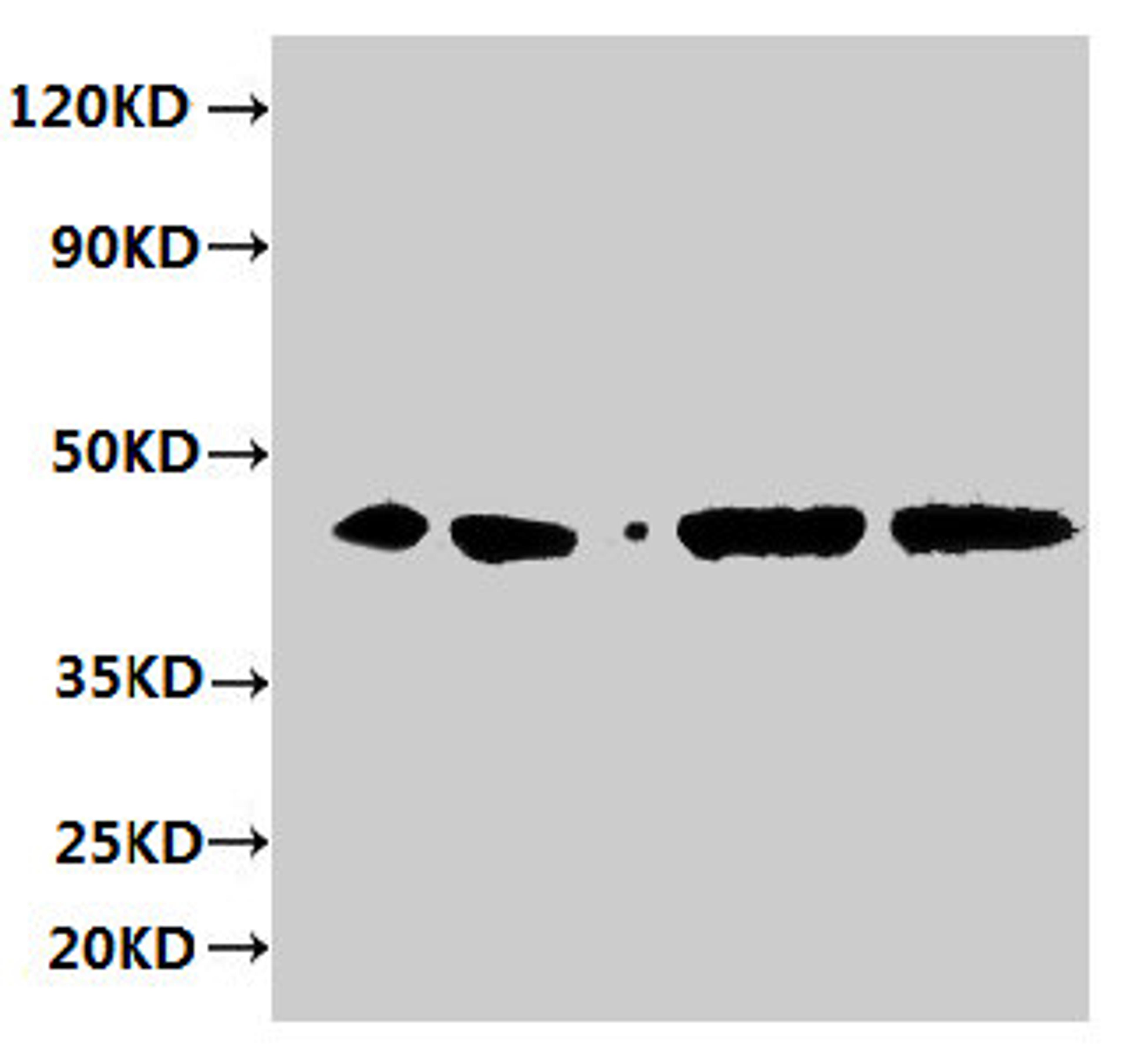 Western blot. All lanes: ERGIC3 antibody at 2µg/ml. Lane 1: HepG2 whole cell lysate. Lane 2: 293T whole cell lysate. Lane 3: Hela whole cell lysate. Lane 4: MCF-7 whole cell lysate. Secondary. Goat polyclonal to rabbit IgG at 1/10000 dilution. Predicted band size: 44, 27 kDa. Observed band size: 44 kDa