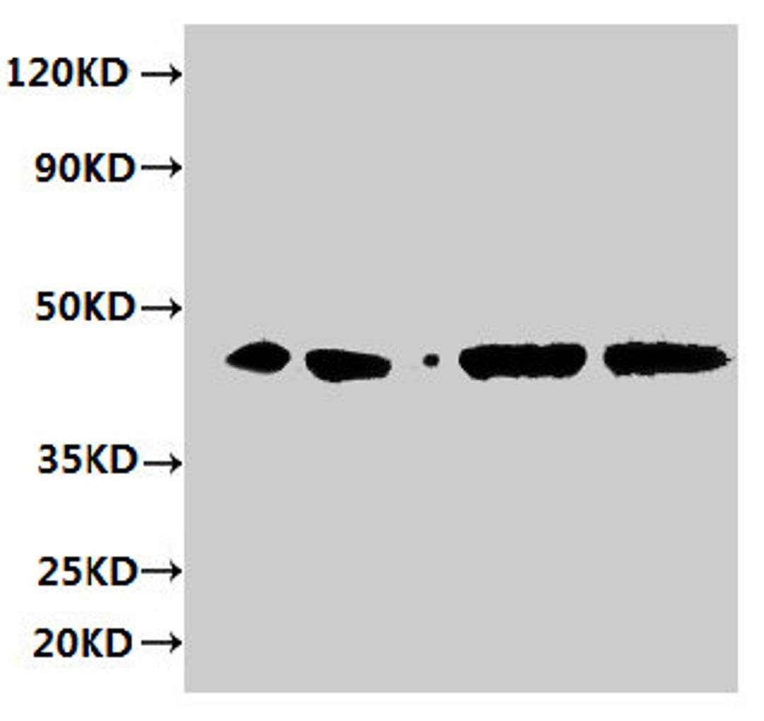 Western blot. All lanes: ERGIC3 antibody at 2µg/ml. Lane 1: HepG2 whole cell lysate. Lane 2: 293T whole cell lysate. Lane 3: Hela whole cell lysate. Lane 4: MCF-7 whole cell lysate. Secondary. Goat polyclonal to rabbit IgG at 1/10000 dilution. Predicted band size: 44, 27 kDa. Observed band size: 44 kDa