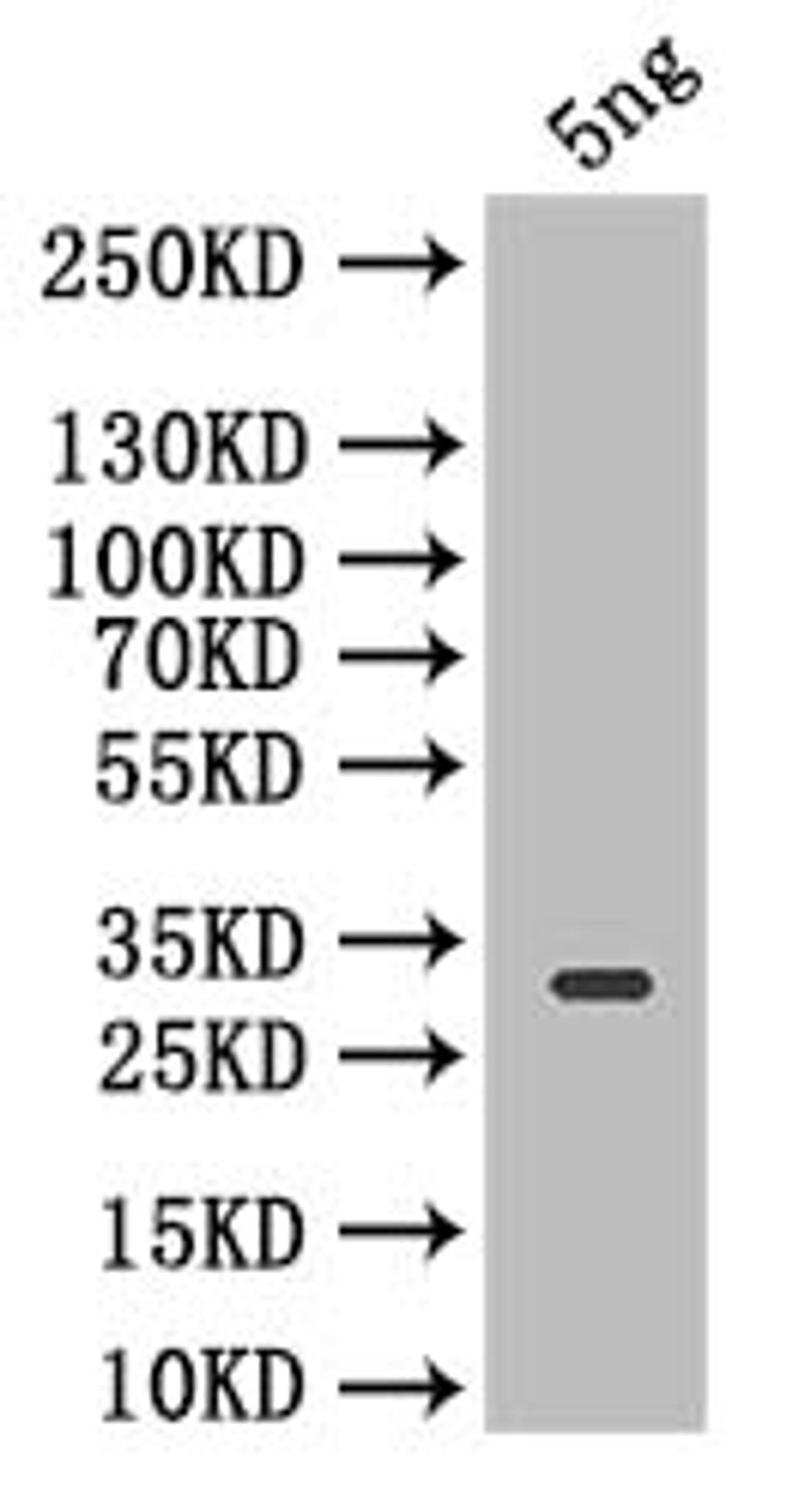 Western Blot. Positive WB detected in: recombinant protein. All lanes: Icarapin Antibody at 1:1000. Secondary. Goat polyclonal to rabbit IgG at 1/50000 dilution. Predicted band size: 27.8 kDa. Observed band size: 27.8 kDa. 