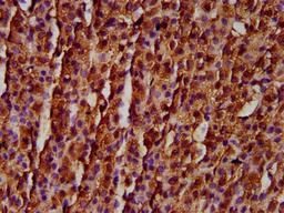 IHC image of CSB-PA801247LA01HU diluted at 1:300 and staining in paraffin-embedded human adrenal gland tissue performed on a Leica BondTM system. After dewaxing and hydration, antigen retrieval was mediated by high pressure in a citrate buffer (pH 6.0). Section was blocked with 10% normal goat serum 30min at RT. Then primary antibody (1% BSA) was incubated at 4&deg;C overnight. The primary is detected by a biotinylated secondary antibody and visualized using an HRP conjugated SP system.