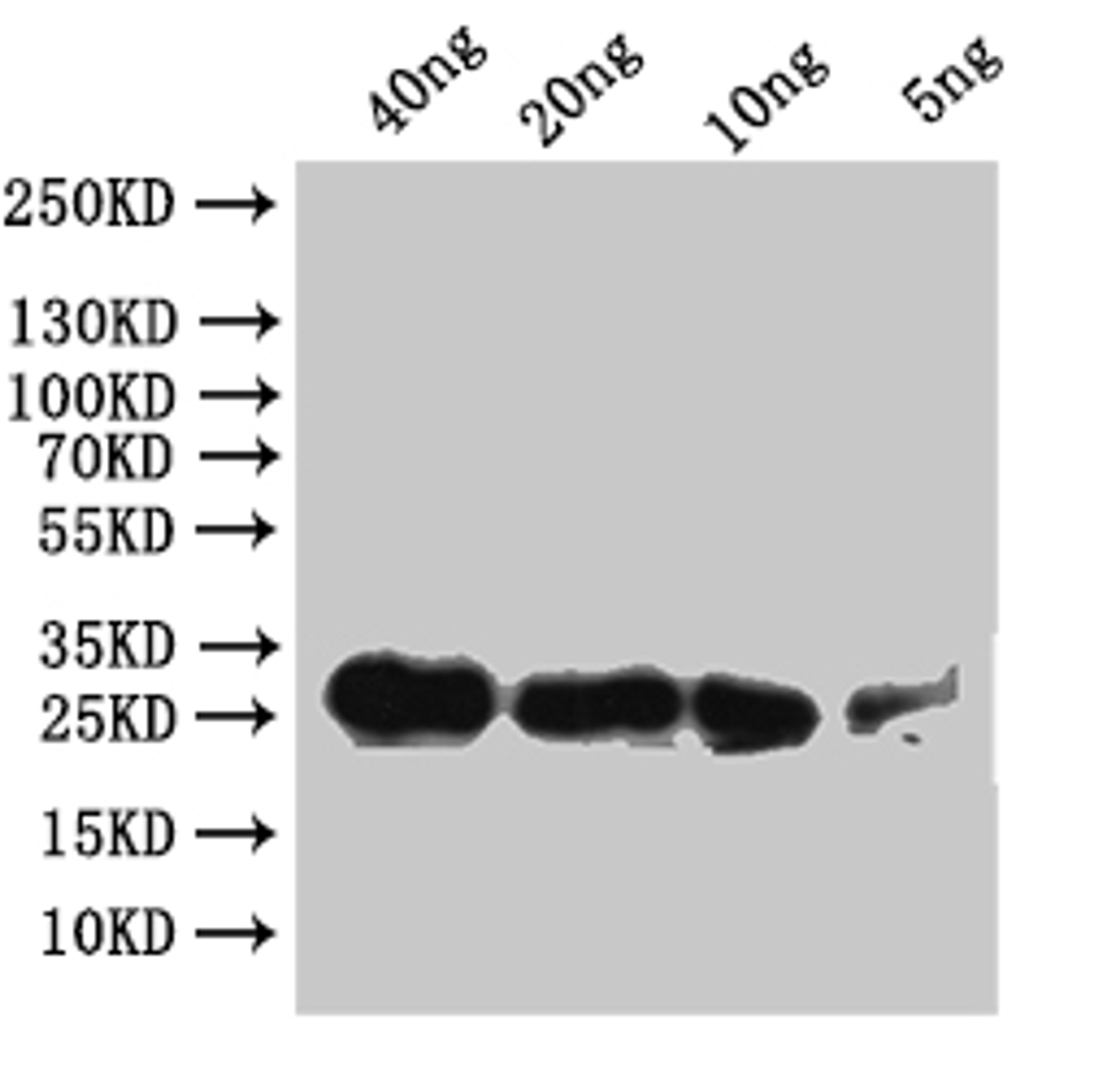 Western Blot. Positive WB detected in: recombinant protein. All lanes:Sgf11 Antibody at 1:1000. Secondary. Goat polyclonal to rabbit IgG at 1/50000 dilution. Predicted band size: 23.6 kDa. Observed band size: 24 kDa. 