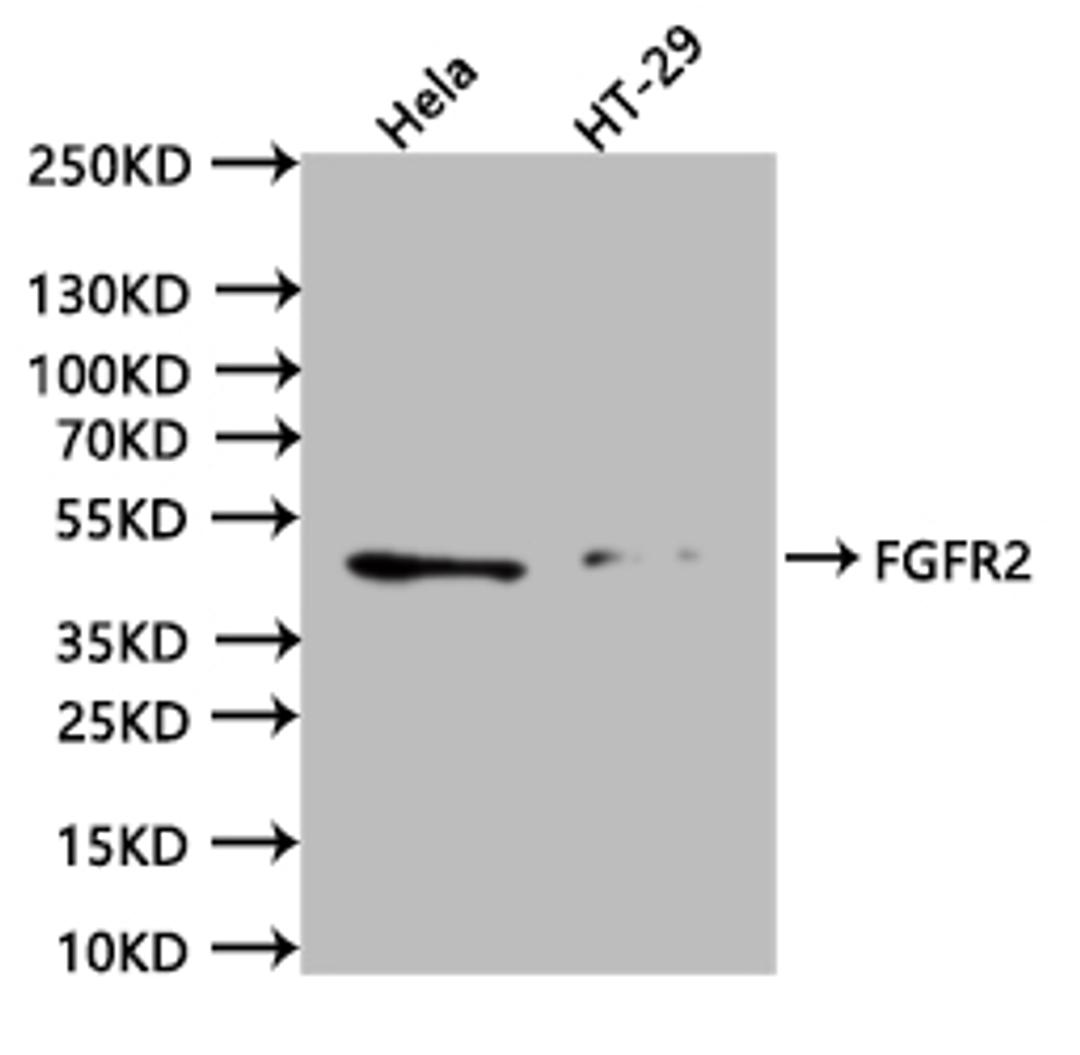 Western BlotPositive WB detected in:hela whole cell lysate (20µg), HT29 whole cell lysate (20µg)All lanes: FGFR2 antibody at 1:1000SecondaryGoat polyclonal to human IgG at 1/40000 dilutionPredicted band size:92.03, 86.13, 76.70, 28.29, 40.61, 79 kDaObserved band size:41 kDaExposure time:120s