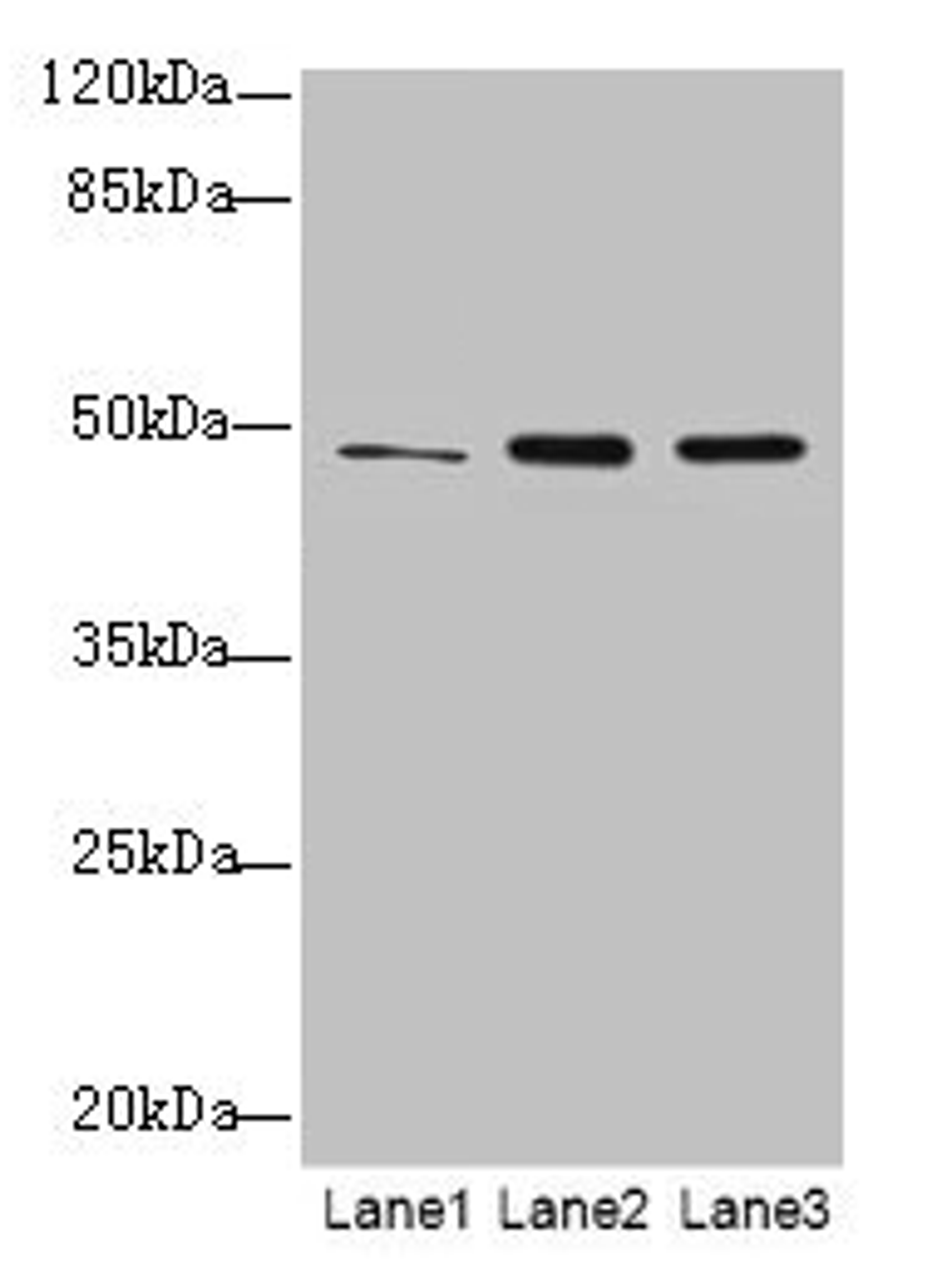 Western blot. All lanes: GPR83 antibody at 2µg/ml. Lane 1: HCT116 whole cell lysate. Lane 2: U87 whole cell lysate. Lane 3: MCF-7 whole cell lysate. Secondary. Goat polyclonal to rabbit IgG at 1/10000 dilution. Predicted band size: 49 kDa. Observed band size: 49 kDa
