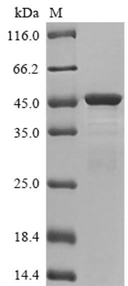 (Tris-Glycine gel) Discontinuous SDS-PAGE (reduced) with 5% enrichment gel and 15% separation gel.