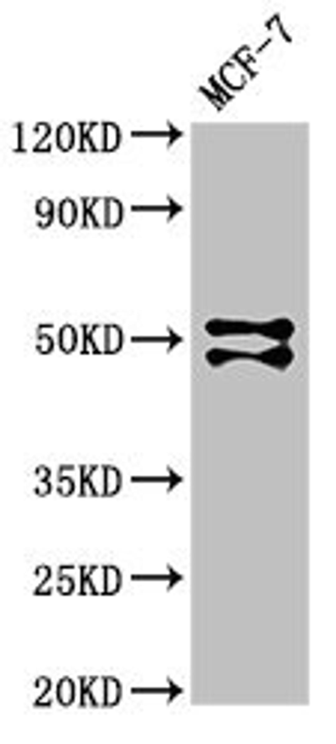 Western Blot. Positive WB detected in: MCF-7 whole cell lysate. All lanes: RUNX1 antibody at 3µg/ml. Secondary. Goat polyclonal to rabbit IgG at 1/50000 dilution. Predicted band size: 49, 51, 28, 29, 25, 21, 27, 52, 50, 38 kDa. Observed band size: 49, 51 kDa