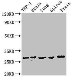 Western Blot. Positive WB detected in: THP-1 whole cell lysate, Rat brain tissue, Rat lung tissue, Mouse spleen tissue, Mouse brain tissue. All lanes: OLIG1 antibody at 2.8µg/ml. Secondary. Goat polyclonal to rabbit IgG at 1/50000 dilution. Predicted band size: 28 kDa. Observed band size: 28 kDa