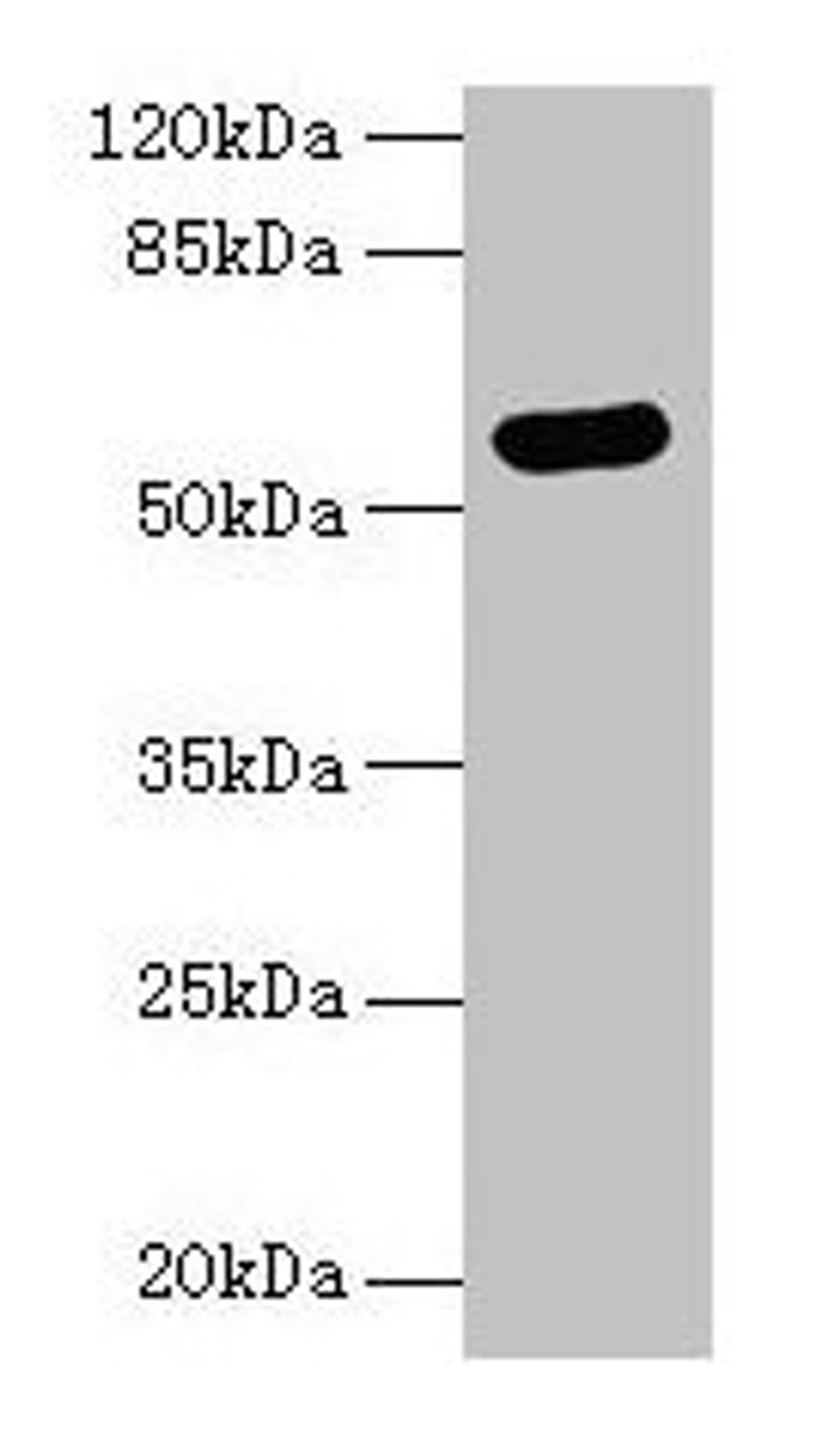 Western blot. All lanes: ARSG antibody at 8µg/ml + Hela whole cell lysate. Secondary. Goat polyclonal to rabbit IgG at 1/10000 dilution. Predicted band size: 58 kDa. Observed band size: 58 kDa