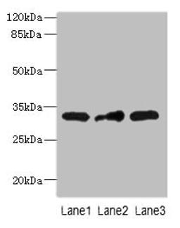 Western blot. All lanes: MRPS2 antibody at 2.5ug/ml. Lane 1: HepG2 whole cell lysate. Lane 2: U251 whole cell lysate. Lane 3: MCF-7 whole cell lysate. Secondary. Goat polyclonal to rabbit IgG at 1/10000 dilution. Predicted band size: 33 kDa. Observed band size: 33 kDa. 