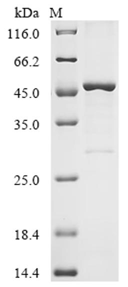(Tris-Glycine gel) Discontinuous SDS-PAGE (reduced) with 5% enrichment gel and 15% separation gel.