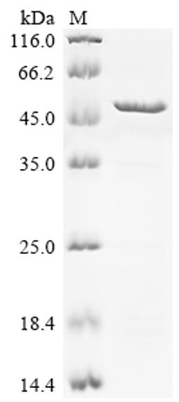 (Tris-Glycine gel) Discontinuous SDS-PAGE (reduced) with 5% enrichment gel and 15% separation gel.