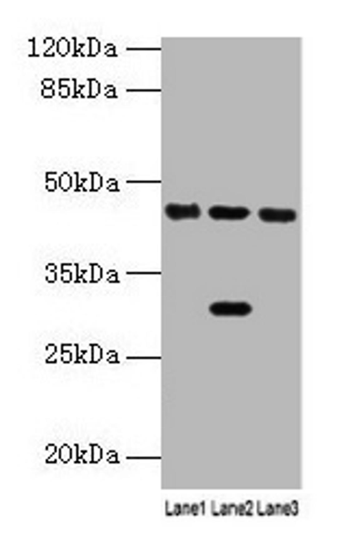 Western blot. All lanes: HPD antibody at 4.5µg/ml. Lane 1: Mouse kidney tissue. Lane 2: Mouse liver tissue. Lane 3: HepG2 whole cell lysate. Secondary. Goat polyclonal to rabbit IgG at 1/10000 dilution. Predicted band size: 45, 41 kDa. Observed band size: 45 kDa