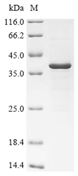 (Tris-Glycine gel) Discontinuous SDS-PAGE (reduced) with 5% enrichment gel and 15% separation gel.