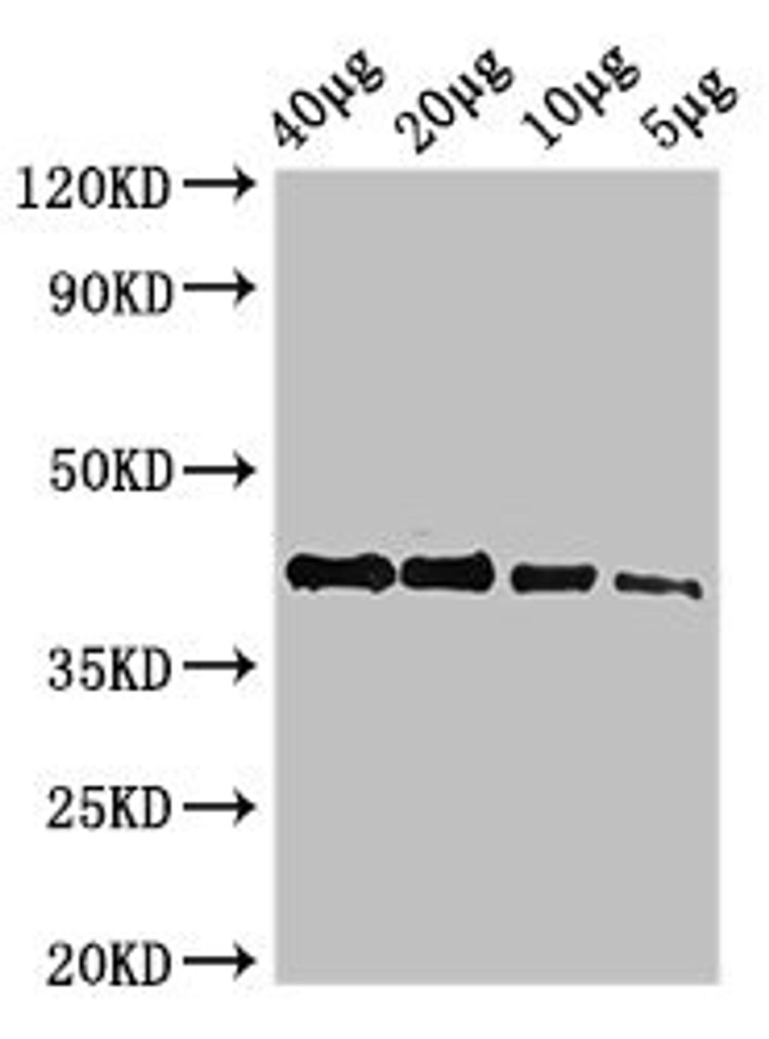 Western Blot. Positive WB detected in: Zebrafish tissue 40µg, 20µg, 10µg, 5µg. All lanes: actba antibody at 2.7µg/ml. Secondary. Goat polyclonal to rabbit IgG at 1/50000 dilution. Predicted band size: 42 kDa. Observed band size: 42 kDa