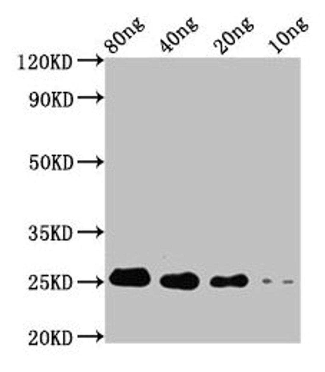 Western Blot. Positive WB detected in Recombinant protein. All lanes: STE13 antibody at 4µg/ml. Secondary. Goat polyclonal to rabbit IgG at 1/50000 dilution. Predicted band size: 18 kDa. Observed band size: 25 kDa