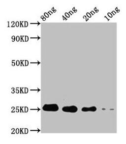 Western Blot. Positive WB detected in Recombinant protein. All lanes: STE13 antibody at 4µg/ml. Secondary. Goat polyclonal to rabbit IgG at 1/50000 dilution. Predicted band size: 18 kDa. Observed band size: 25 kDa