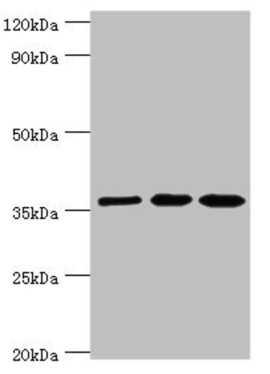 Western blot. All lanes: Glutaredoxin-3 antibody at 10ug/ml. Lane 1: Rat brain tissue. Lane 2: HepG2 whole cell lysate. Lane 3: Hela whole cell lysate. Secondary. Goat polyclonal to rabbit IgG at 1/10000 dilution. Predicted band size: 37 kDa. Observed band size: 37 kDa.