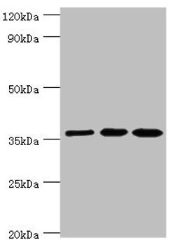 Western blot. All lanes: Glutaredoxin-3 antibody at 10ug/ml. Lane 1: Rat brain tissue. Lane 2: HepG2 whole cell lysate. Lane 3: Hela whole cell lysate. Secondary. Goat polyclonal to rabbit IgG at 1/10000 dilution. Predicted band size: 37 kDa. Observed band size: 37 kDa.