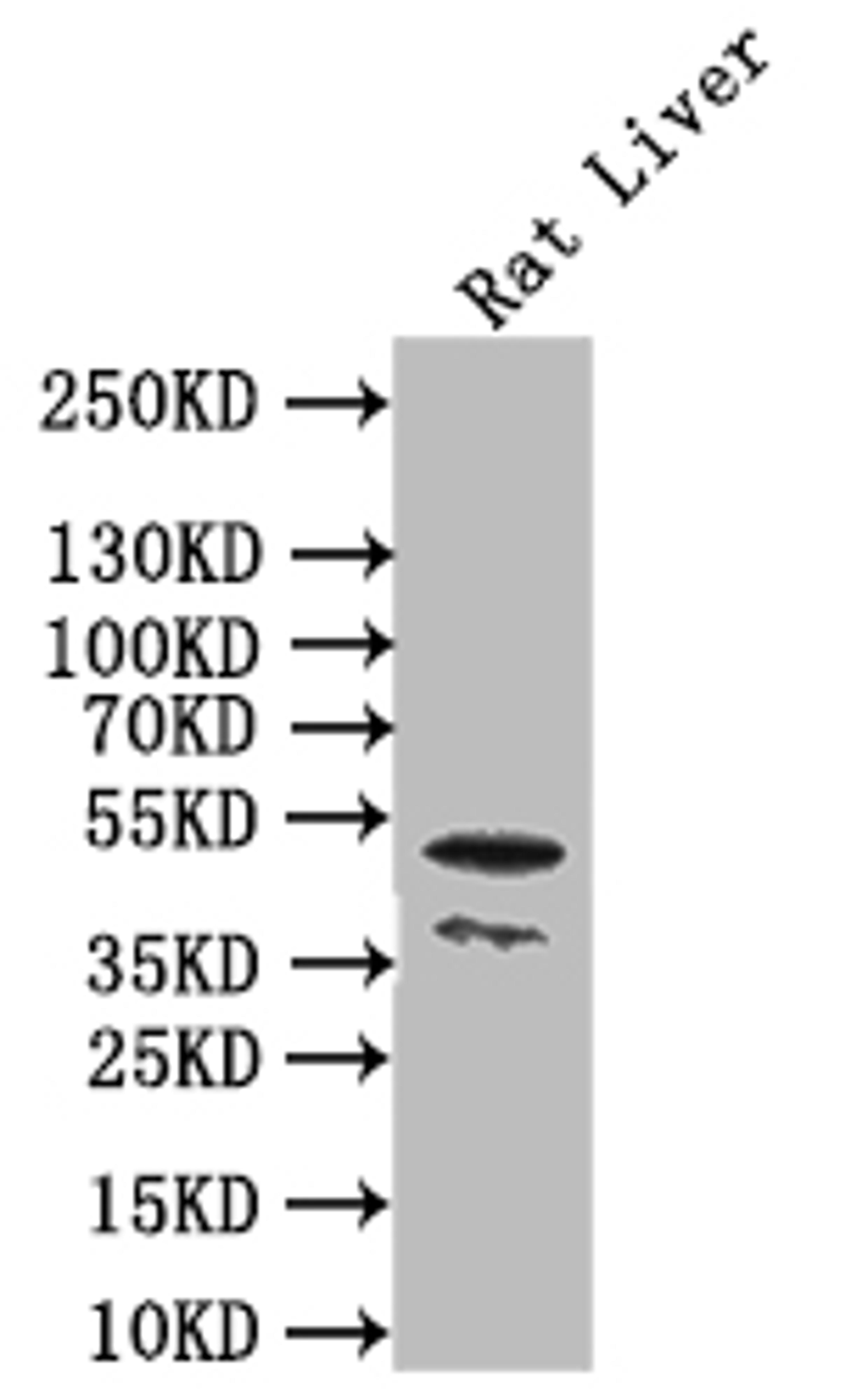 Western Blot. Positive WB detected in: Rat liver tissue. All lanes: SGMS2 antibody at 3µg/ml. Secondary. Goat polyclonal to rabbit IgG at 1/50000 dilution. Predicted band size: 43 kDa. Observed band size: 43 kDa