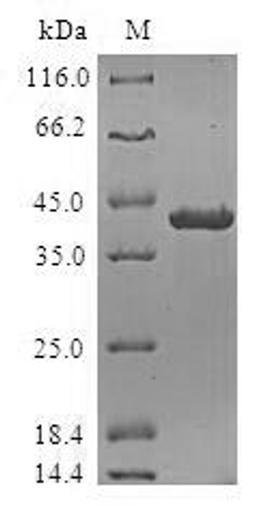 (Tris-Glycine gel) Discontinuous SDS-PAGE (reduced) with 5% enrichment gel and 15% separation gel.