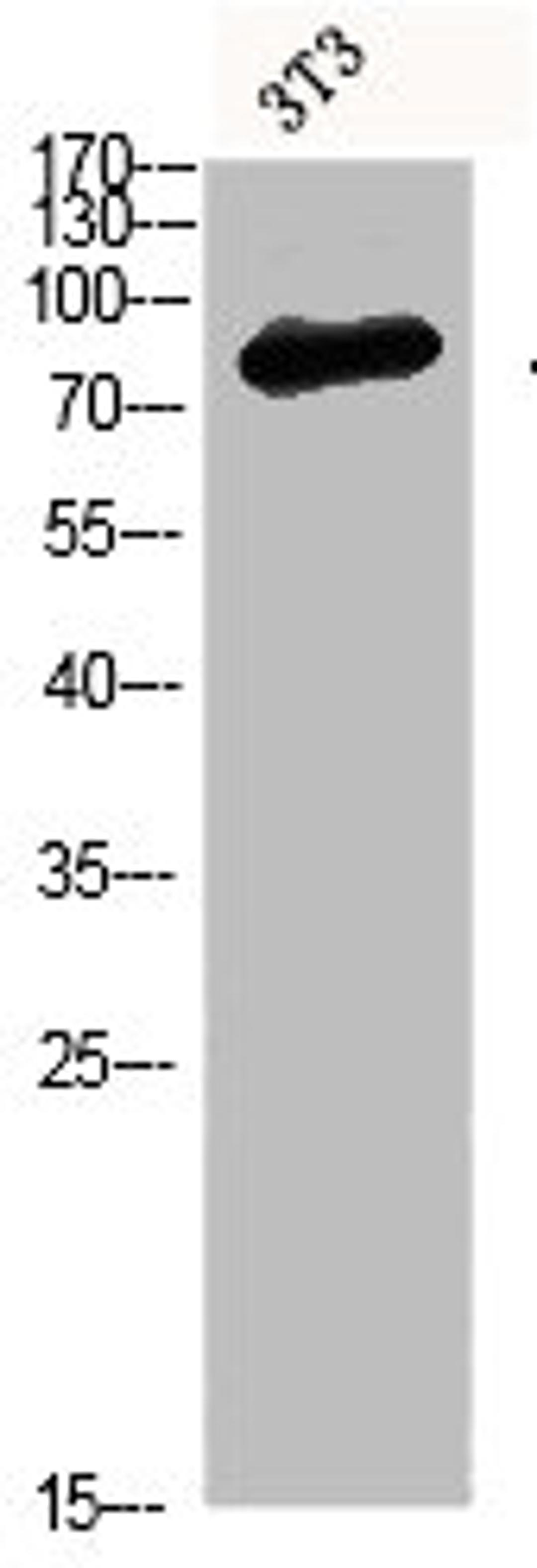 Western blot analysis of 3T3 Cell Lysate, antibody was diluted at 1:1000